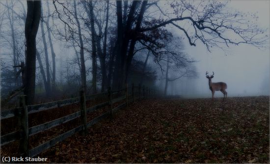 Missing Image: i_0005.jpg - Stag on a Foggy Morning