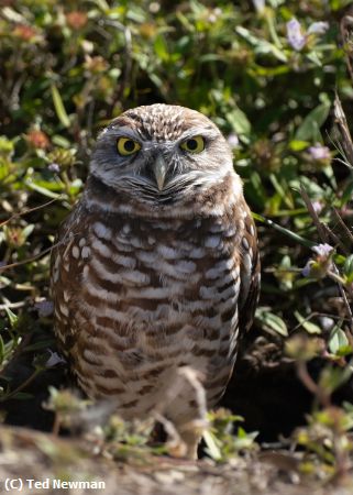 Missing Image: i_0036.jpg - burrowing owl