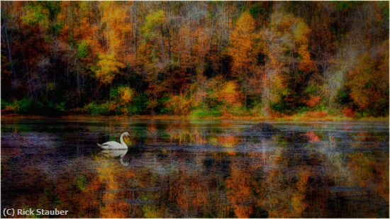 Missing Image: i_0053.jpg - Swan on White's Pond