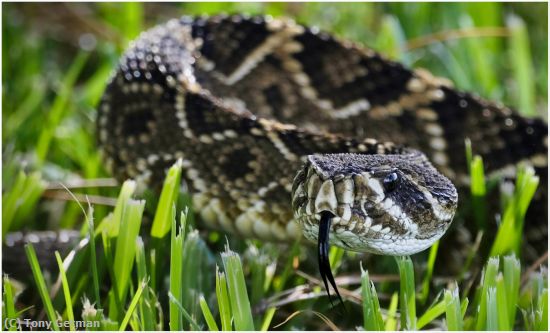 Missing Image: i_0003.jpg - The rattlesnake in my yard