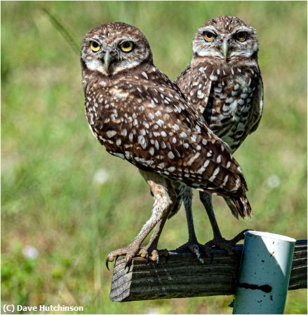 Missing Image: i_0011.jpg - Burrowing Owls Loving Couple