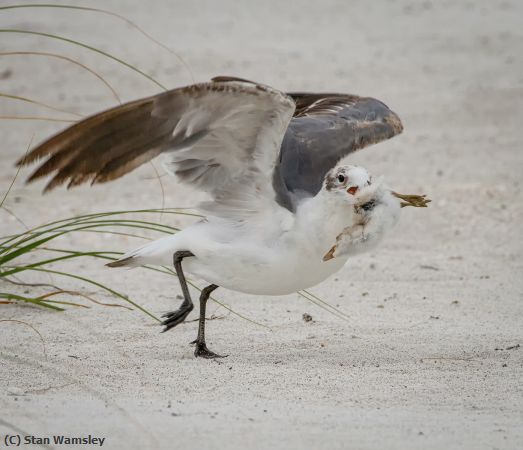 Missing Image: i_0030.jpg - Sea-Gull-With-Skimmer-Chick