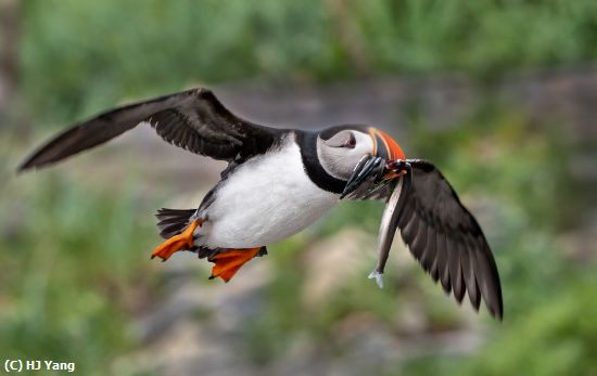 Missing Image: i_0037.jpg - Puffin with fishes