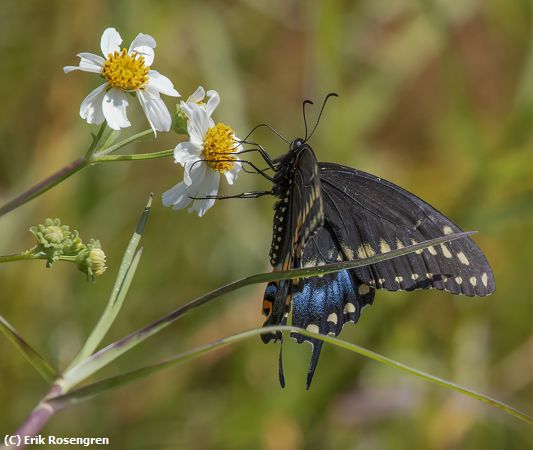 Missing Image: i_0011.jpg - Black-Swallowtail-Butterfly