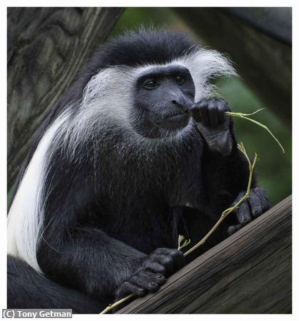 Missing Image: i_0002.jpg - Colobus Monkey Enjoys Lunch
