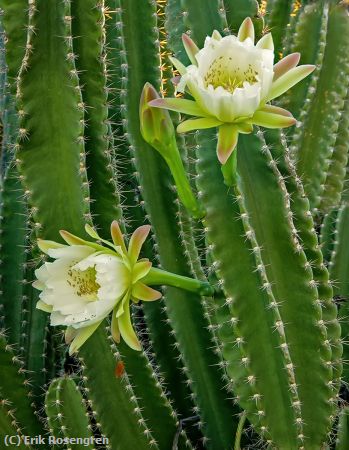 Missing Image: i_0019.jpg - Twin-cactus-flowers