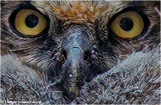 Missing Image: i_0043.jpg - The Stare of the Owl
