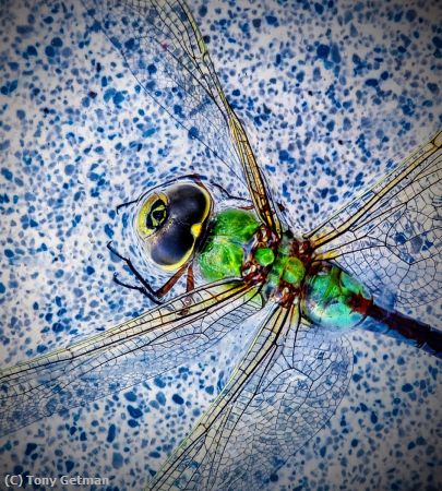 Missing Image: i_0055.jpg - Green Dragonfly