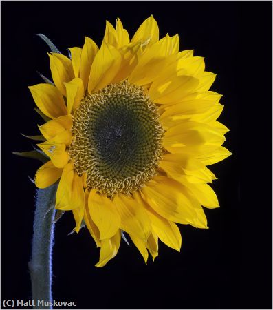 Missing Image: i_0001.jpg - Sunflower 1
