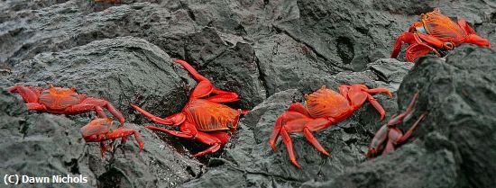 Missing Image: i_0007.jpg - Crabs Across Lava