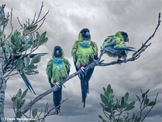 Missing Image: i_0013.jpg - Black Hooded Parakeets