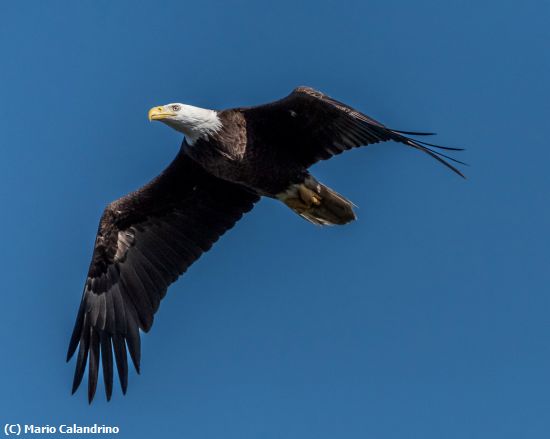 Missing Image: i_0021.jpg - The Eagle Flies on Friday