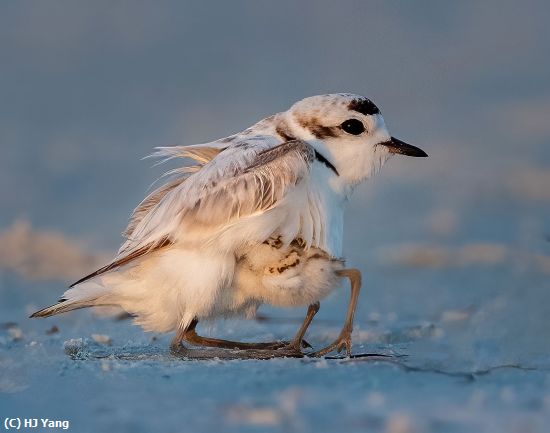 Missing Image: i_0026.jpg - Snowy Plover with chick