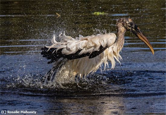 Missing Image: i_0046.jpg - Wood Stork Bathtime