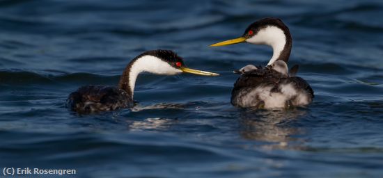 Missing Image: i_0049.jpg - A-family-affair-Western-Grebes