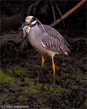 Missing Image: i_0053.jpg - Night Heron with a crab