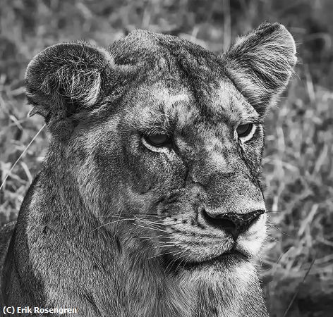 Missing Image: i_0080.jpg - Lioness-Kenya