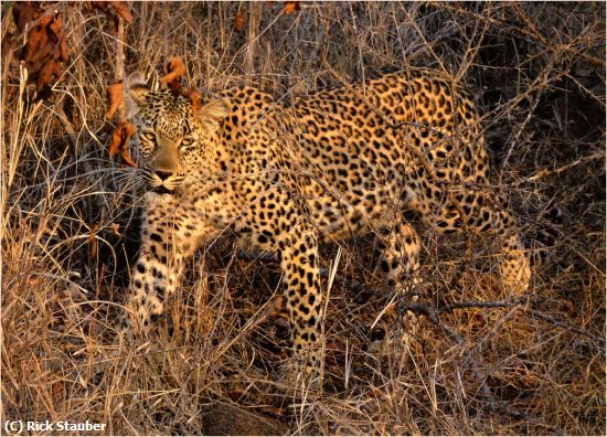 Missing Image: i_0003.jpg - African Leopard on the Prowl
