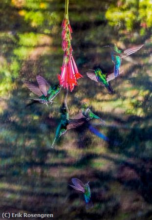 Missing Image: i_0023.jpg - Hummingbirds-Costa-Rica
