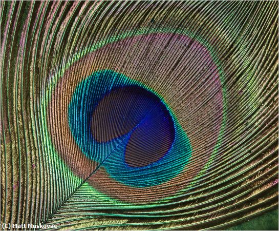 Missing Image: i_0027.jpg - Peacock Feather