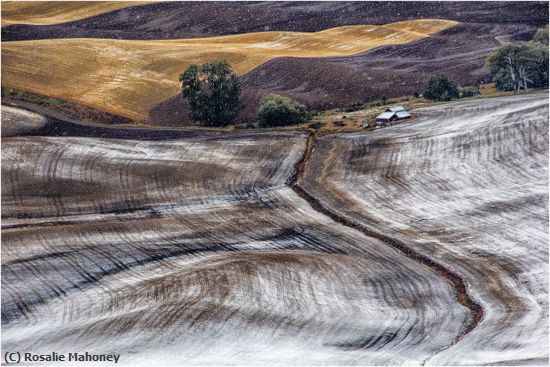 Missing Image: i_0054.jpg - Snowing in the Palouse