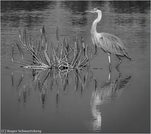 Missing Image: i_0063.jpg - Peaceful Reflection in Monochrome