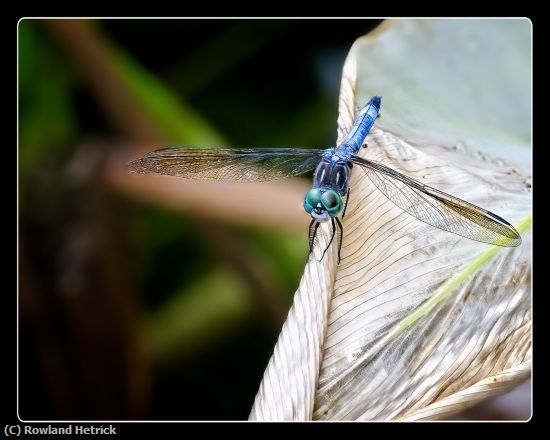 Missing Image: i_0015.jpg - Dragonfly at rest