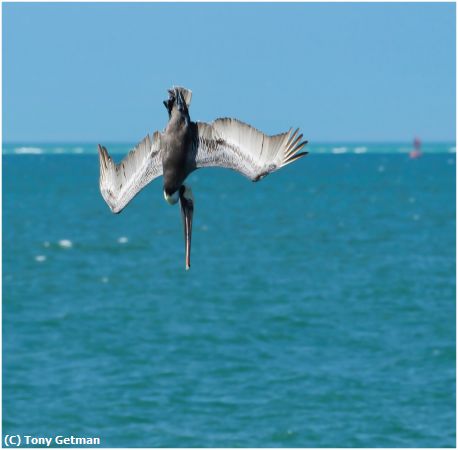 Missing Image: i_0017.jpg - Diving Pelican
