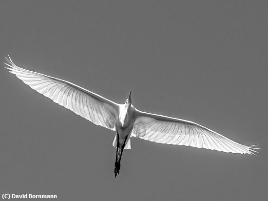 Missing Image: i_0065.jpg - Great Egret in Flight