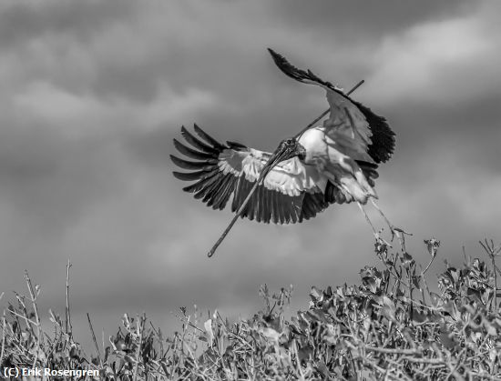 Missing Image: i_0083.jpg - Great-nest-find-Wood-Stork