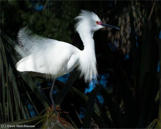 Missing Image: i_0015.jpg - Snowy Egret in breeding plumage