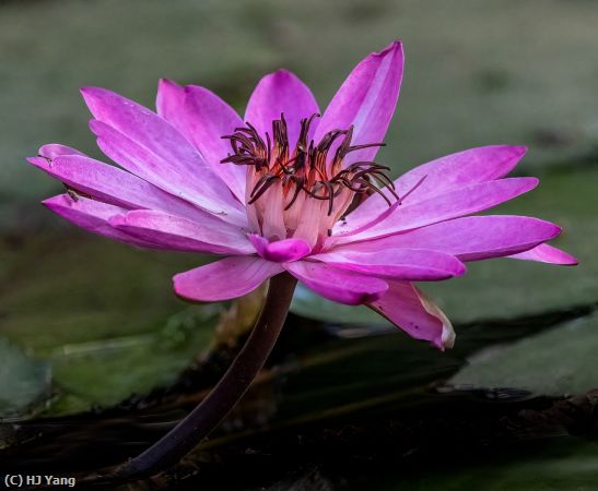 Missing Image: i_0047.jpg - Water Lily