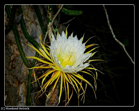 Missing Image: i_0053.jpg - Night Blooming Flower
