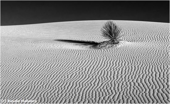 Missing Image: i_0058.jpg - Long Shadow in White Sands
