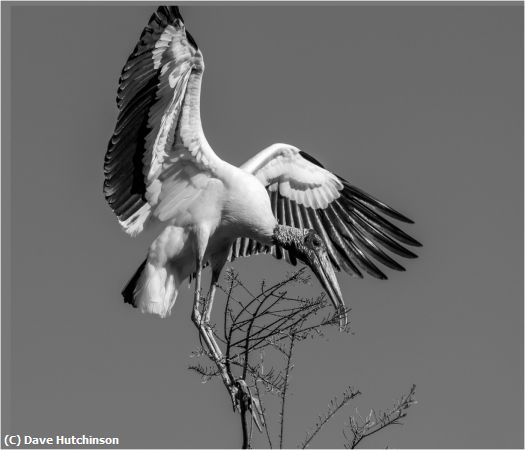 Missing Image: i_0072.jpg - Wood Stork on branch
