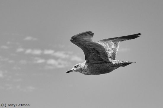 Missing Image: i_0084.jpg - Gull on the Move