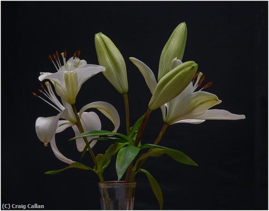 Missing Image: i_0021.jpg - Lily Buds and Blooms