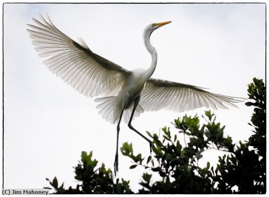 Missing Image: i_0042.jpg - Great Egret