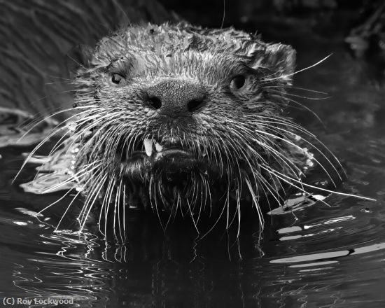 Missing Image: i_0067.jpg - river otter scowl