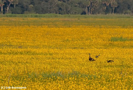 Missing Image: i_0032.jpg - Sea-of-yellow-Spring-Turkeys