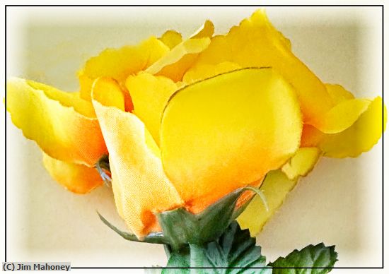 Missing Image: i_0036.jpg - Yellow Rose