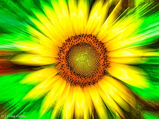 Missing Image: i_0038.jpg - SunflowerBurst