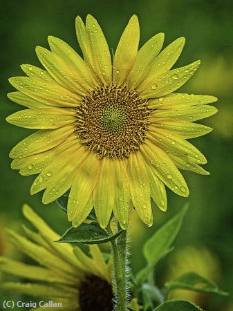 Missing Image: i_0055.jpg - Dewy Sunflower