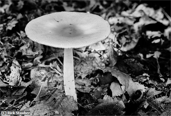 Missing Image: i_0078.jpg - Mushroom in B&W
