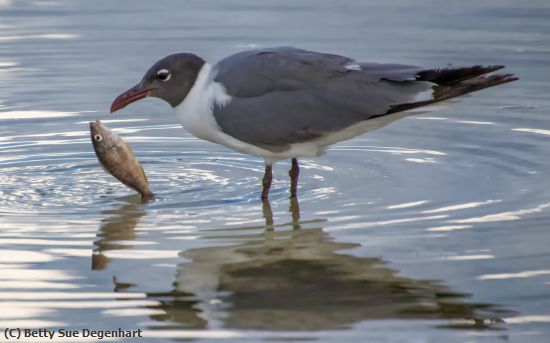 Missing Image: i_0011.jpg - Lost-It-Laughing-Gull