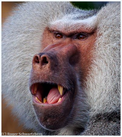 Missing Image: i_0021.jpg - The Intensity of a Gibbon