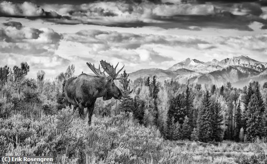 Missing Image: i_0074.jpg - Bull-Moose-Looking-for-a-mate