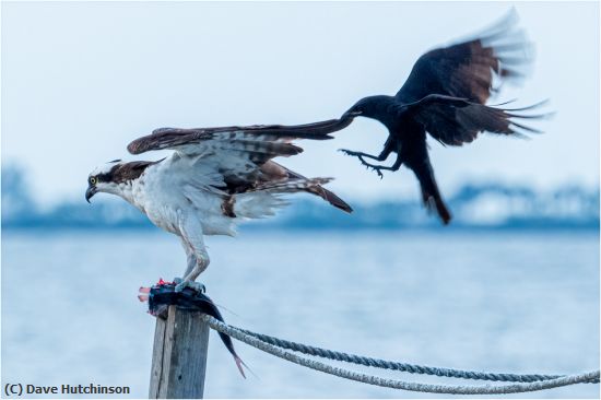 Missing Image: i_0014.jpg - Osprey attacked by a crow