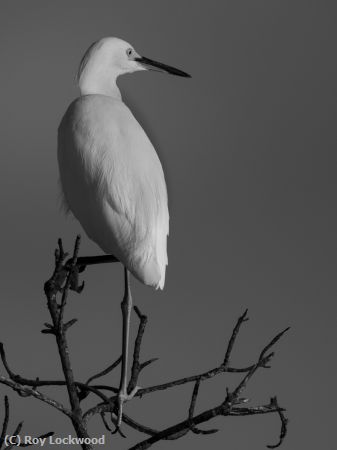 Missing Image: i_0062.jpg - Great White Egret
