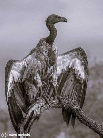 Missing Image: i_0076.jpg - Vulture Africa